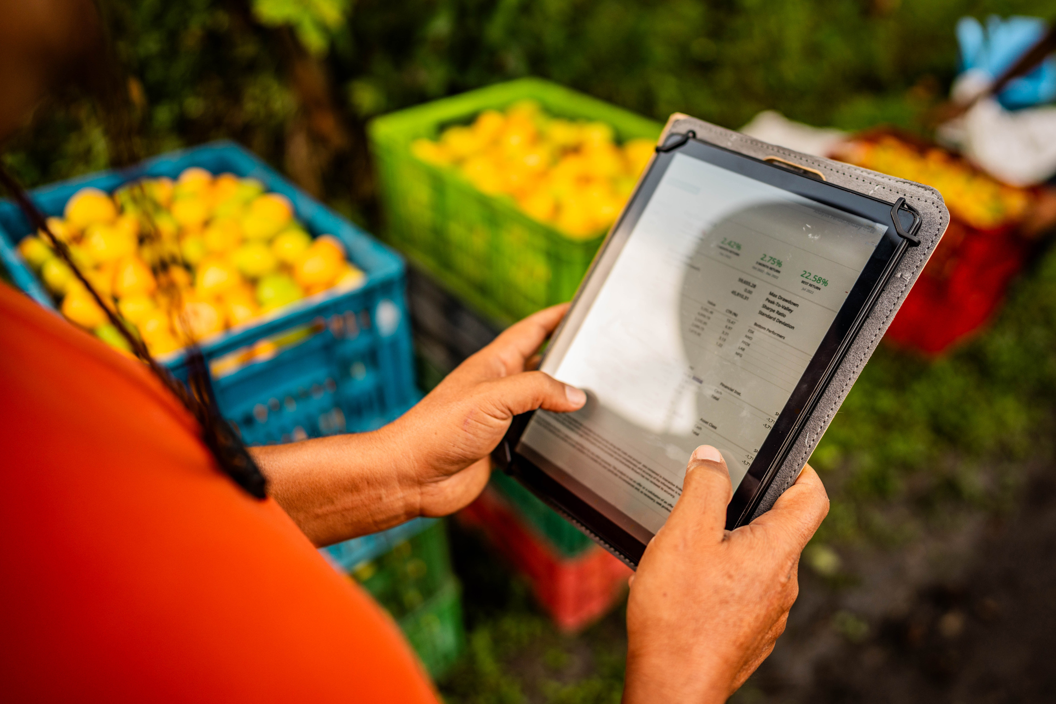 Close-up of a farmer man using a digital tablet analyzing a load of guava harvert at farm