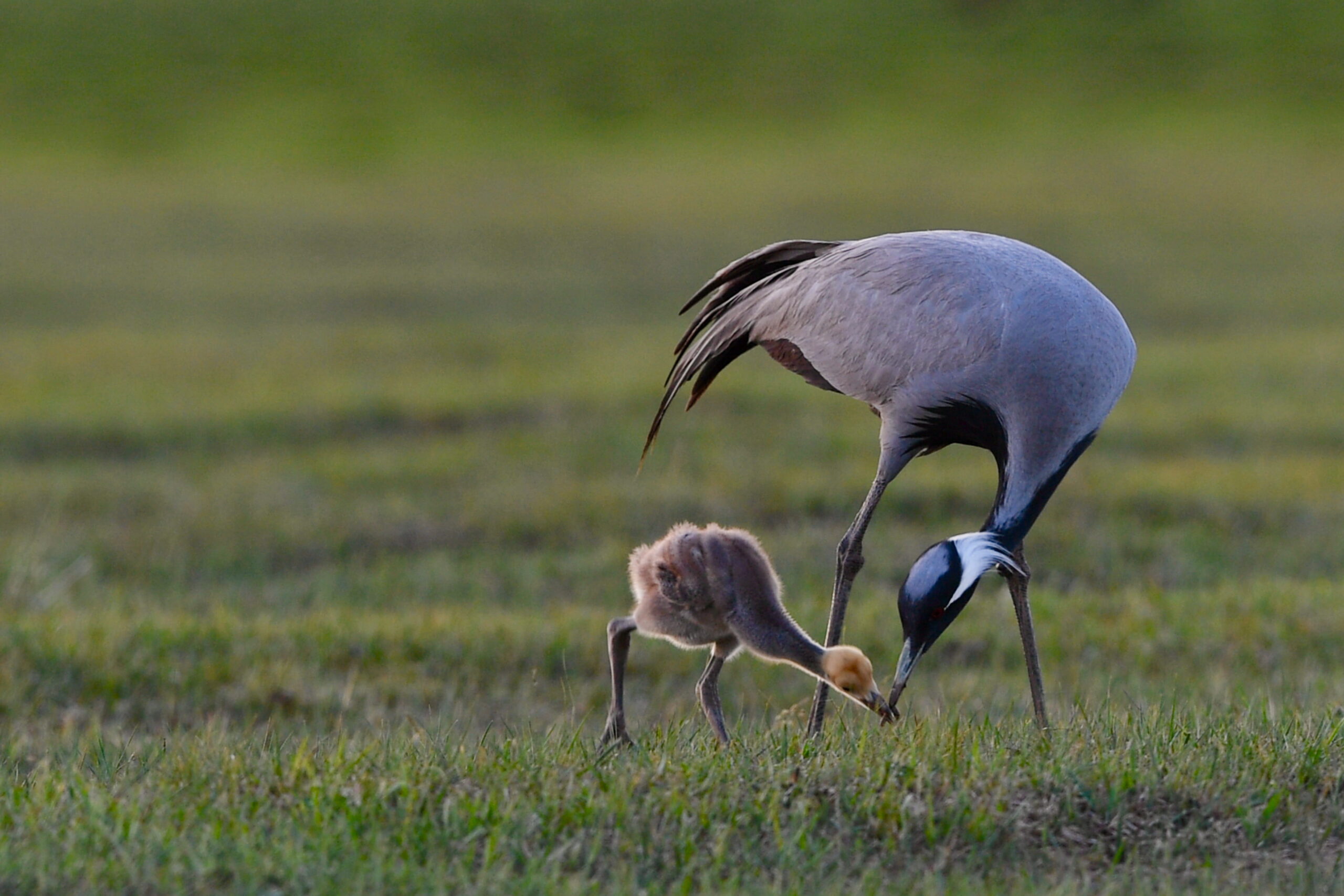 Anticipate shifts in biodiversity patterns