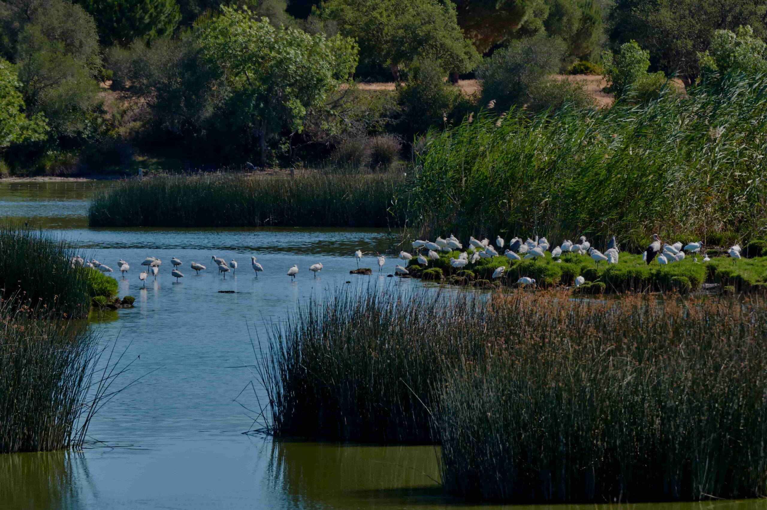 Strengthen biodiversity risk management